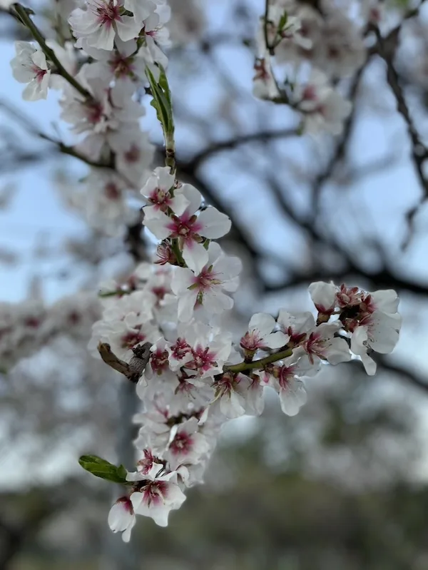 almond blossom yoga hiking mallorca