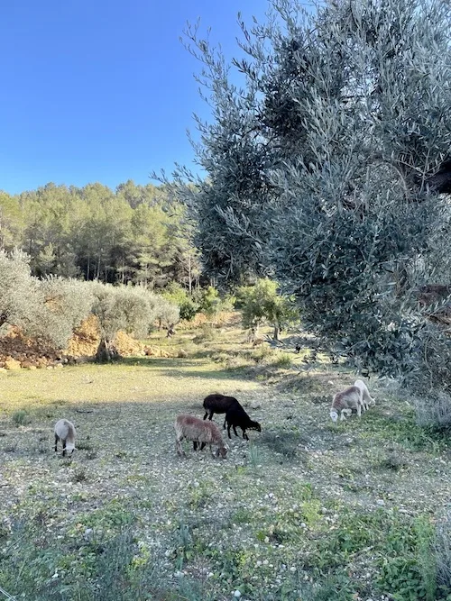 yoga hiking mallorca winter